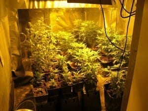 Aufnahme der im Kellerraum vorgefundenen Plantage. Foto: Polizei