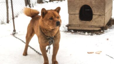 Hund an Kette
