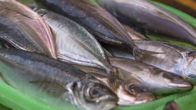 Fische im Eimer