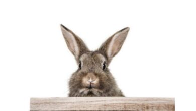 Hase - Kaninchen