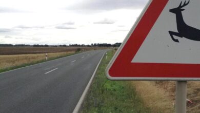 Verkehrszeichen das auf Wildwechsel hinweist.