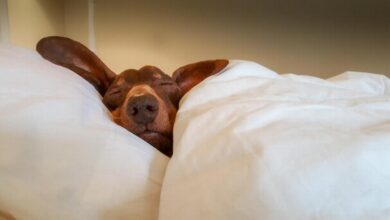 Dackel Hund
