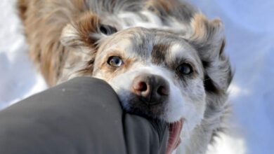 Hundebiss Hund