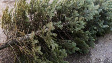 Christbaum