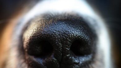 Hundeschnauze Hund