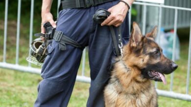 Polizeihund