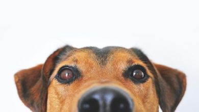Hund