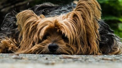 Hund Yorkshire Terrier