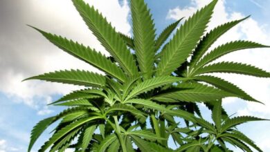 Cannabis Hanf