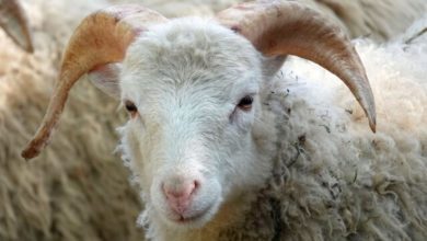 Schaf Schafbock