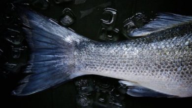 Schwanzflosse Fisch Angeln