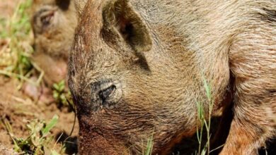 Wildschwein