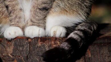Katze Pfoten