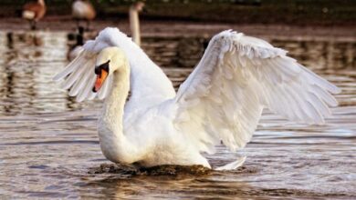 Schwan