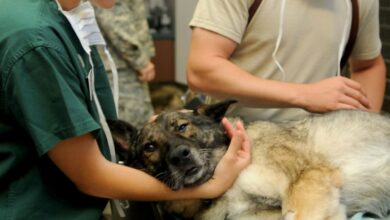 Hund Tierarzt Tierklinik