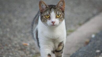Katze Fahrbahn