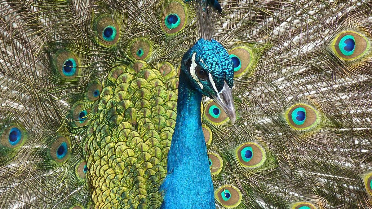Pfau