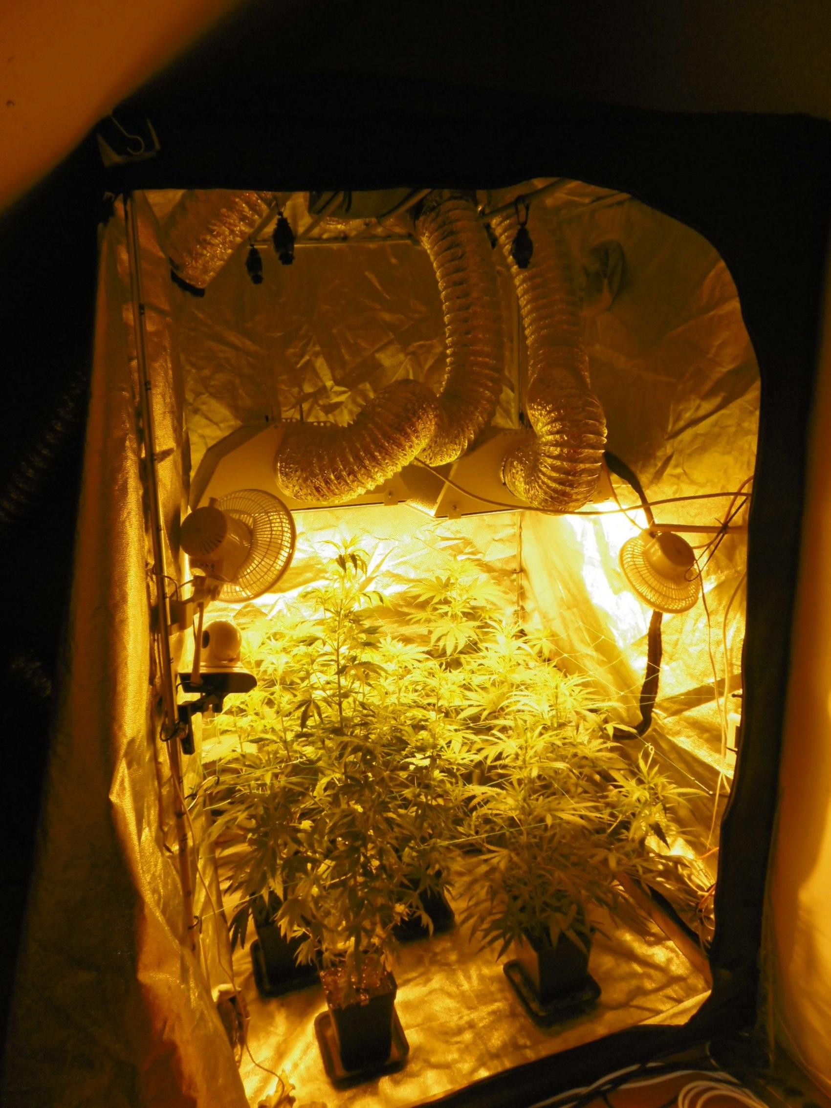Senden Marihuana Aufzuchtanlage 1