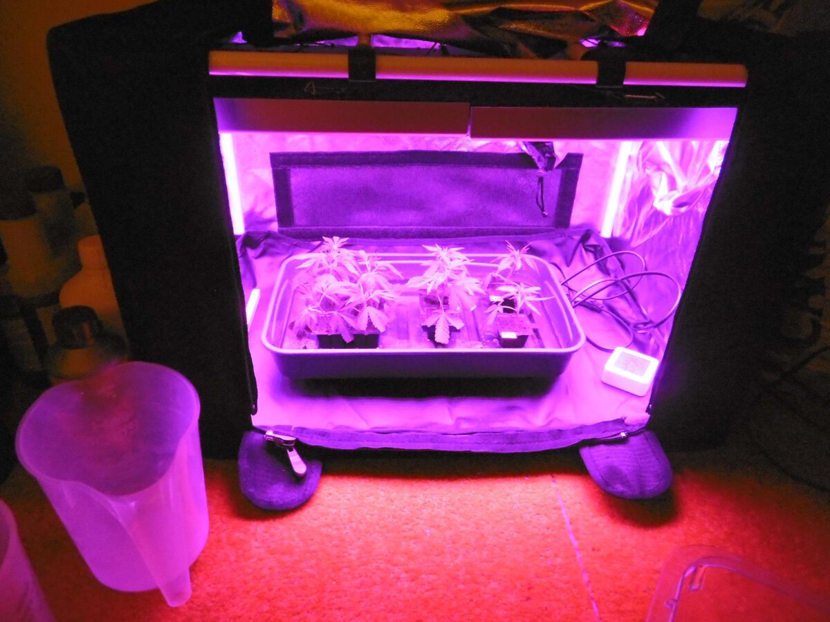 Senden Marihuana Aufzuchtanlage 2
