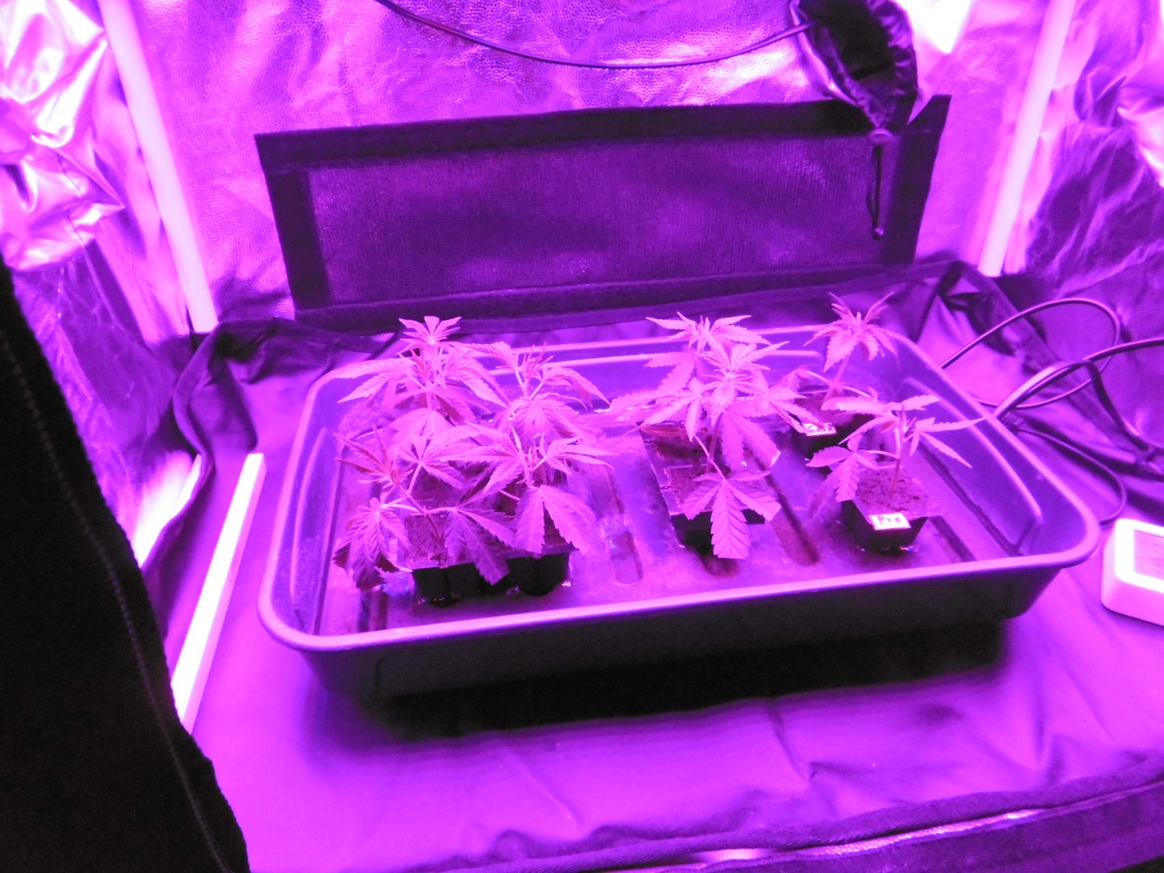 Senden Marihuana Aufzuchtanlage 3