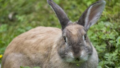 Hase Karnickel