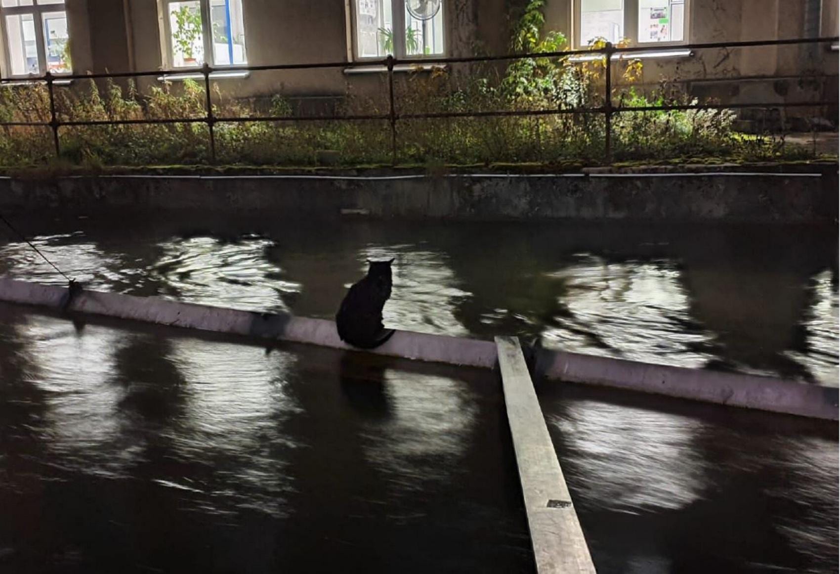 Katze Berufsfeuerwehr Augsburg 25112020 2