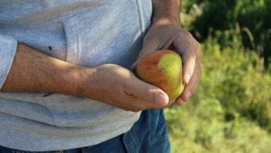 Apfel Hand