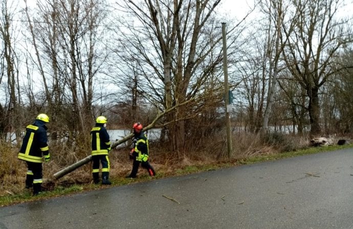 Baum in Telefonleitung Moosswaldseen 13032021