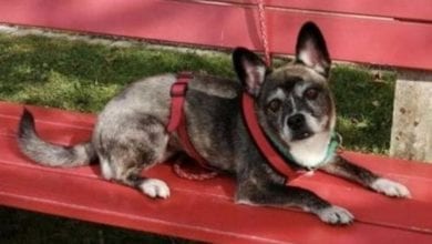 Hund Tierheim Lindau Diebstahl