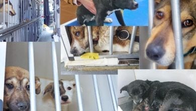 Tiertransport Voehringen gestoppt
