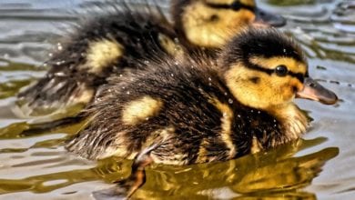 Zwei Entenküken schwimmen