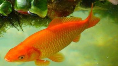 Fisch Goldfisch