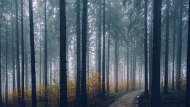 Ein Waldweg.