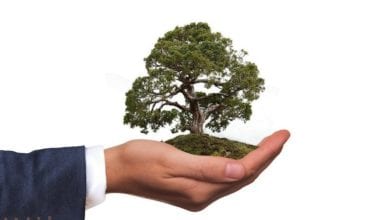 Baum Hand Natur Naturschutz
