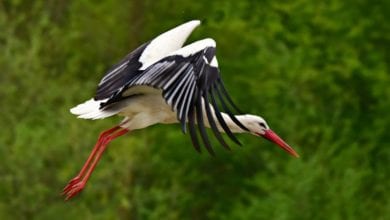 Storch