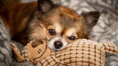 Chihuahua