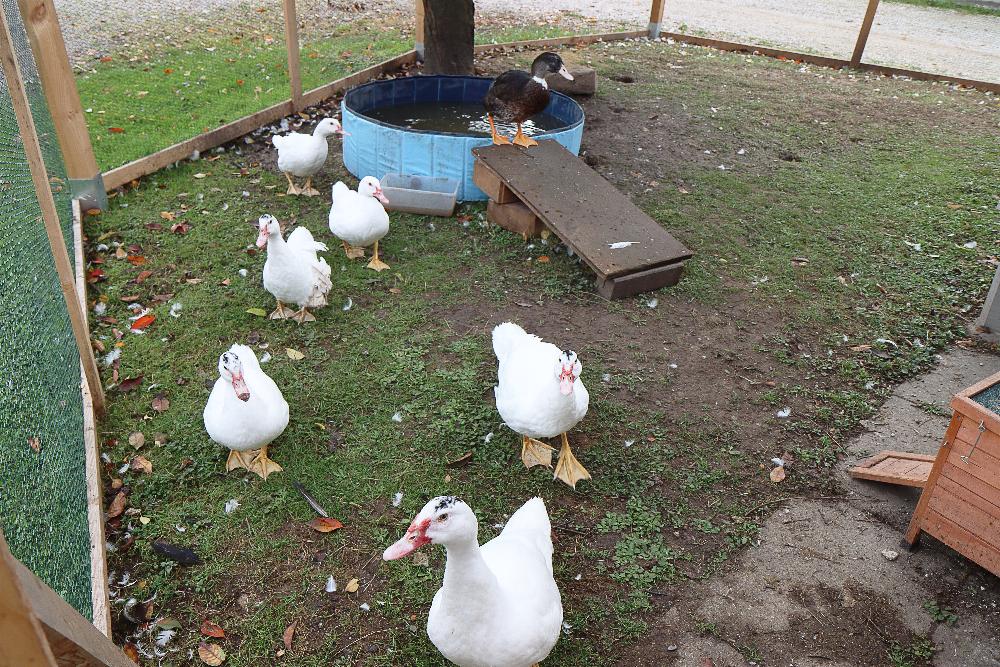 Fredlhof Hochwang