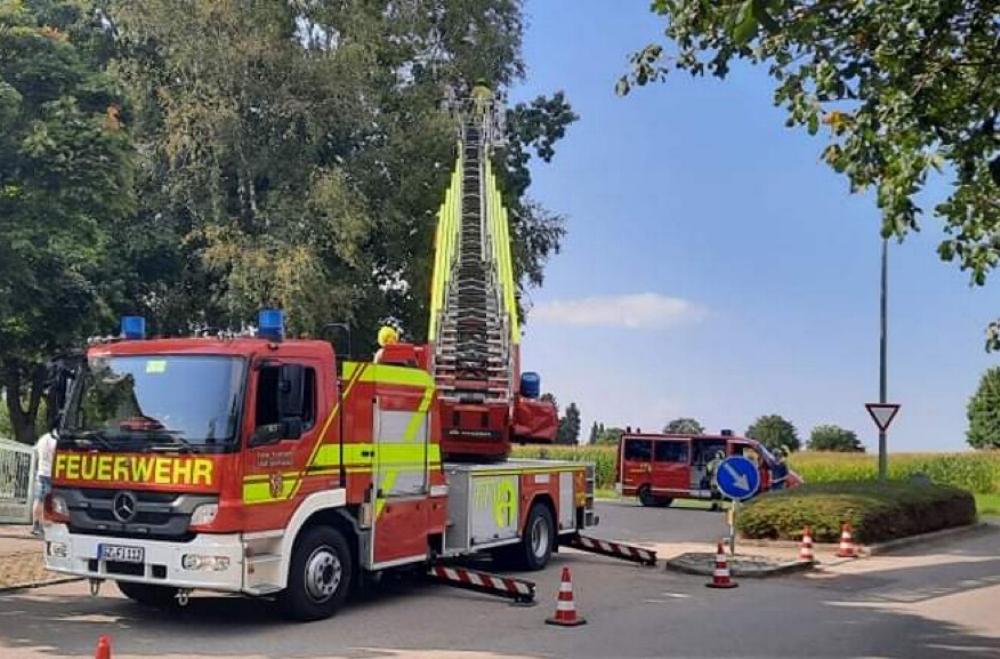 Ein Ara auf einem Baum