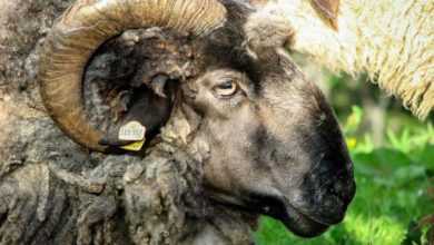Schaf Schafbock