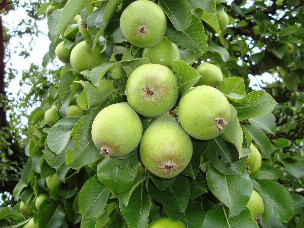 Sortenerhaltungsarten Fristingen unbekannte Sommerbirne