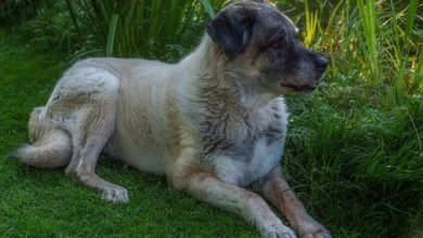 Hund Kangal