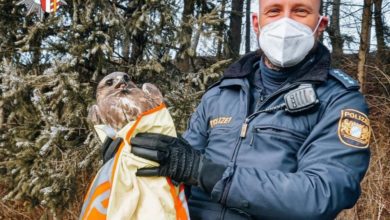 Greifvogel gerettet Pfaffenhofen
