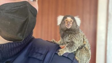 Kempten Affe Weissbueschelaeffchen Polizei