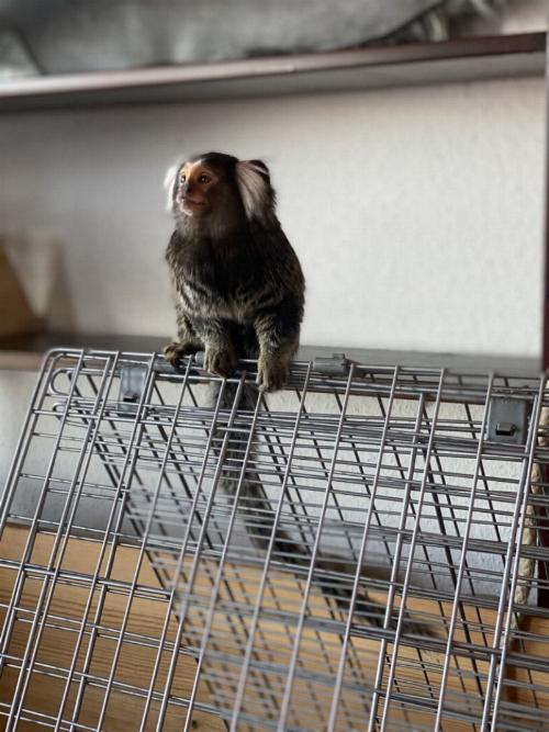 Kempten Affe Weissbueschelaeffchen Polizei