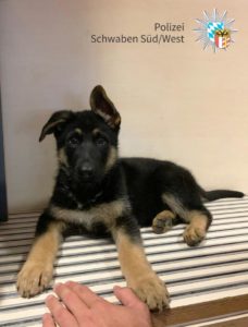 Poliei Neu-Ulm Fundhund Neu-Ulm