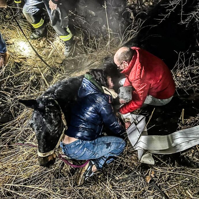 In der Silvesternacht 2025 ereignete sich im Landkreis Günzburg ein außergewöhnlicher Feuerwehreinsatz. Zwei Pferde mussten aus einem verschlammten Entwässerungsgraben befreit werden.