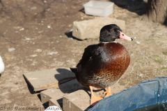 Fredlhof Tag offenen Tuere 05032022 27