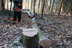 Kettensägen-Lehrgang Feuerwehr Günzburg am 19.02.2022 3