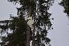 Absturz Flugzeug Wald 27092021 4