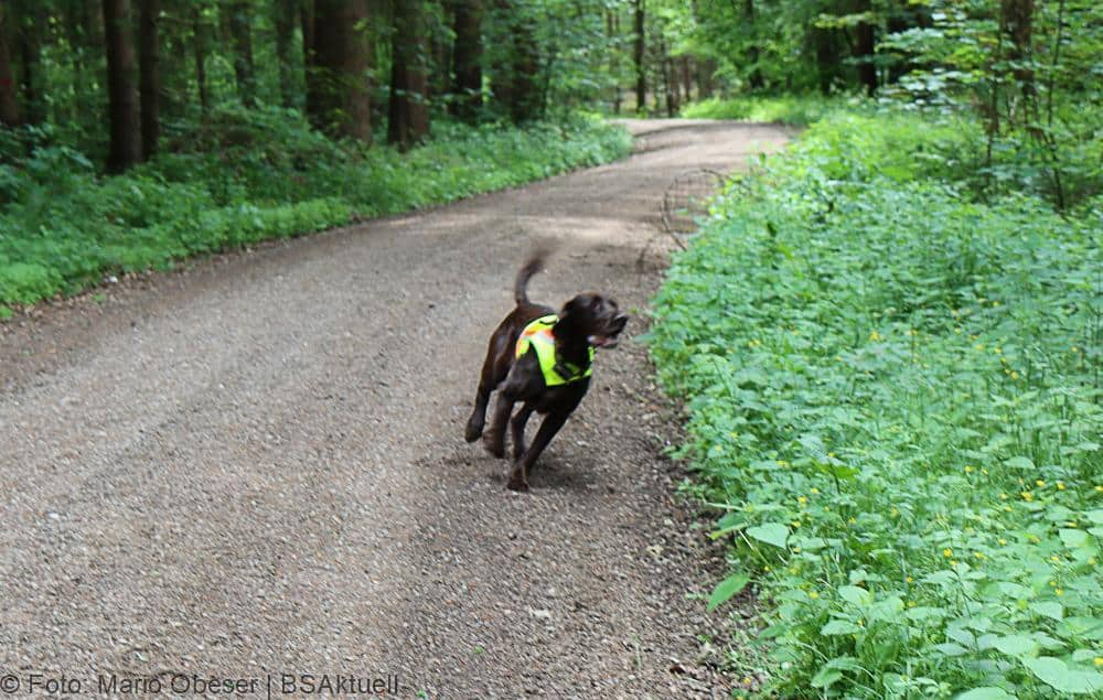 ASP-Hunde Prüfung Ichenhausen 052022